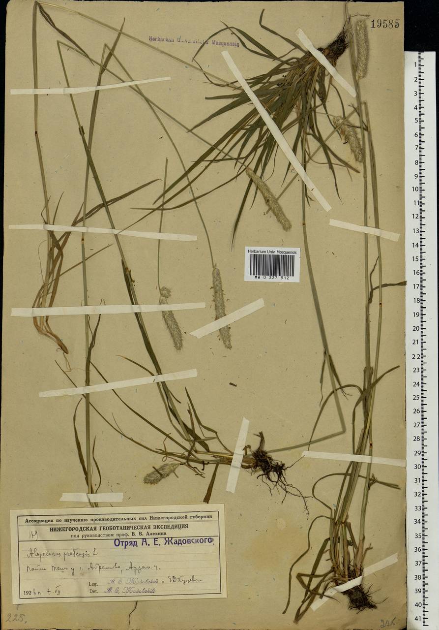 Alopecurus pratensis L., Eastern Europe, Volga-Kama region (E7) (Russia)
