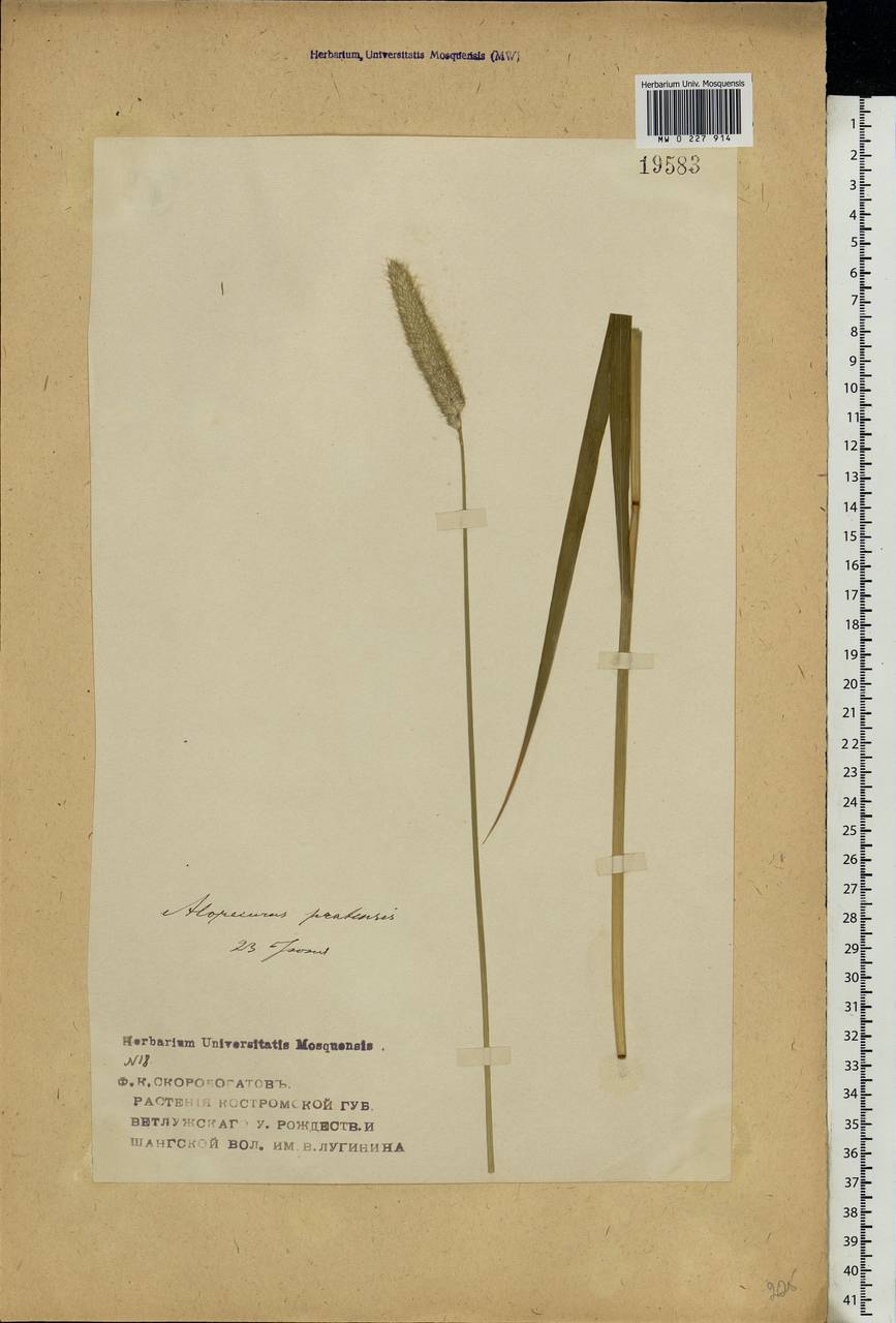 Alopecurus pratensis L., Eastern Europe, Volga-Kama region (E7) (Russia)