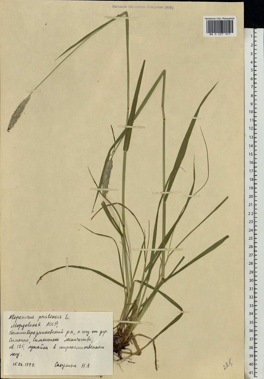 Alopecurus pratensis L., Eastern Europe, Middle Volga region (E8) (Russia)