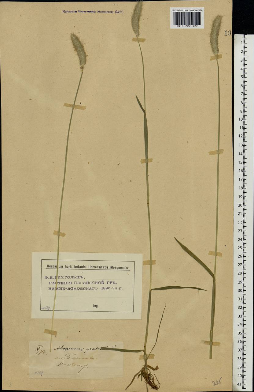 Alopecurus pratensis L., Eastern Europe, Middle Volga region (E8) (Russia)