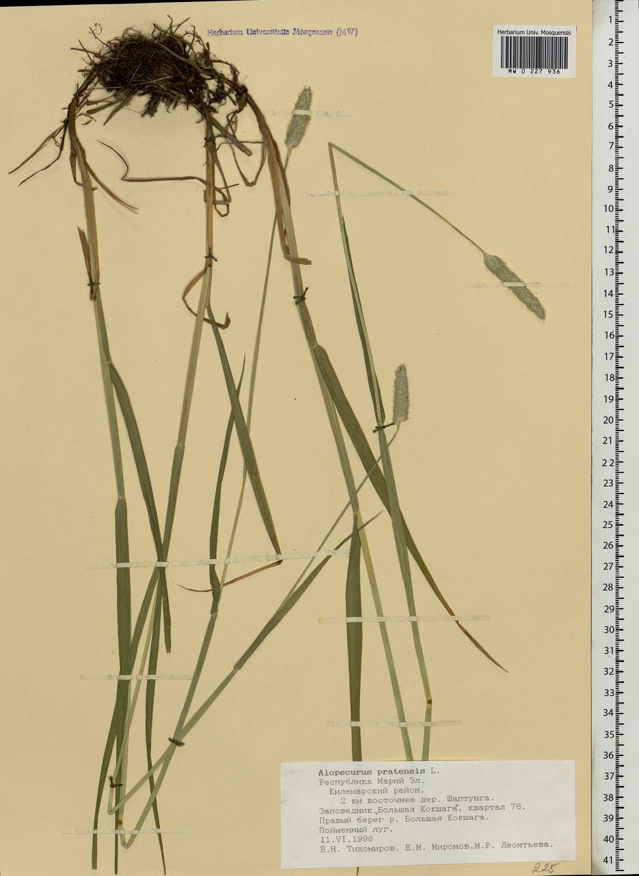 Alopecurus pratensis L., Eastern Europe, Middle Volga region (E8) (Russia)