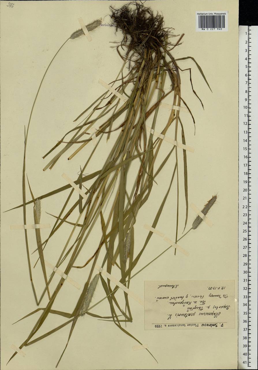 Alopecurus pratensis L., Eastern Europe, Lower Volga region (E9) (Russia)