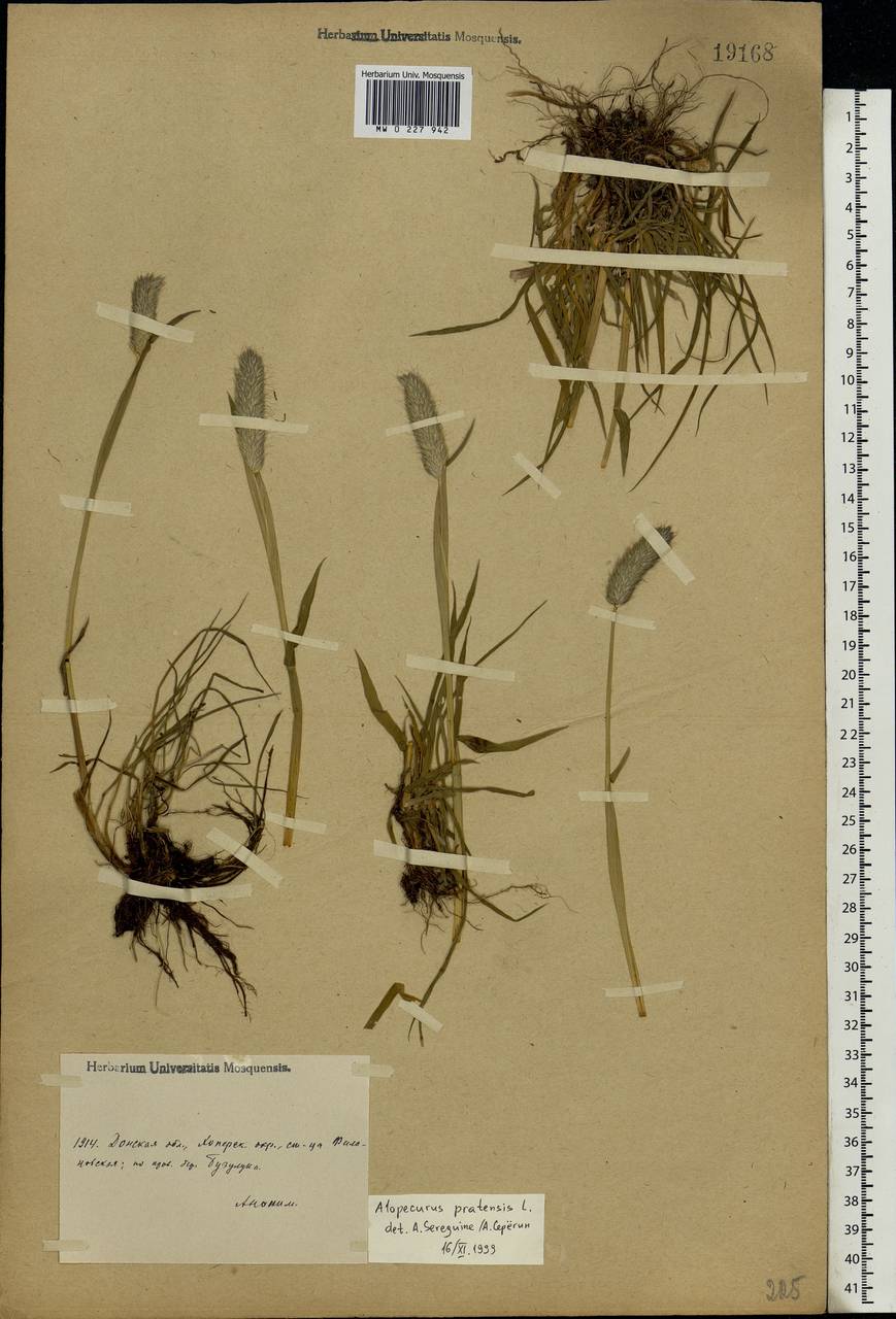 Alopecurus pratensis L., Eastern Europe, Lower Volga region (E9) (Russia)