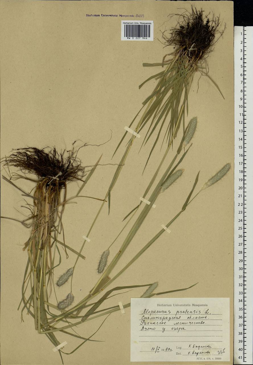 Alopecurus pratensis L., Eastern Europe, Lower Volga region (E9) (Russia)