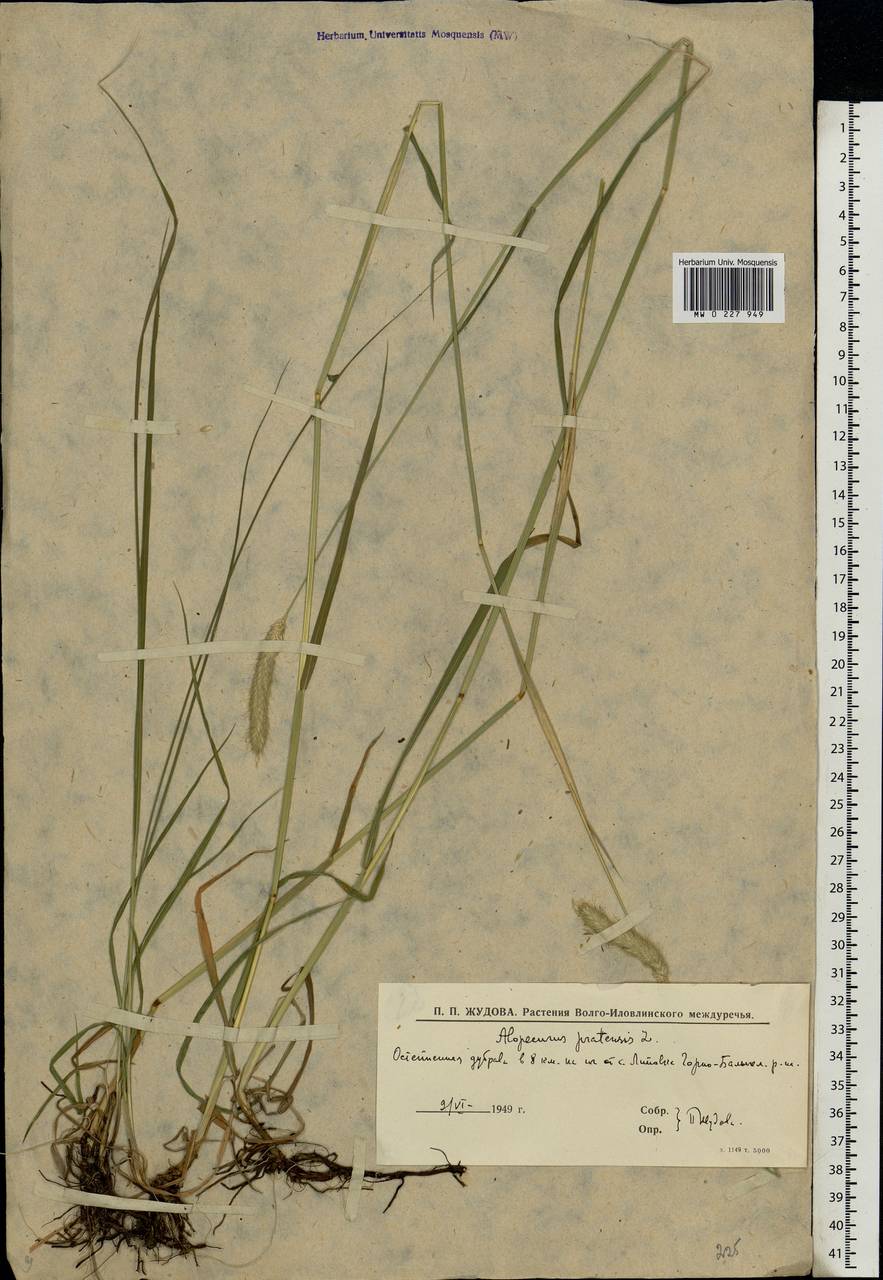 Alopecurus pratensis L., Eastern Europe, Lower Volga region (E9) (Russia)