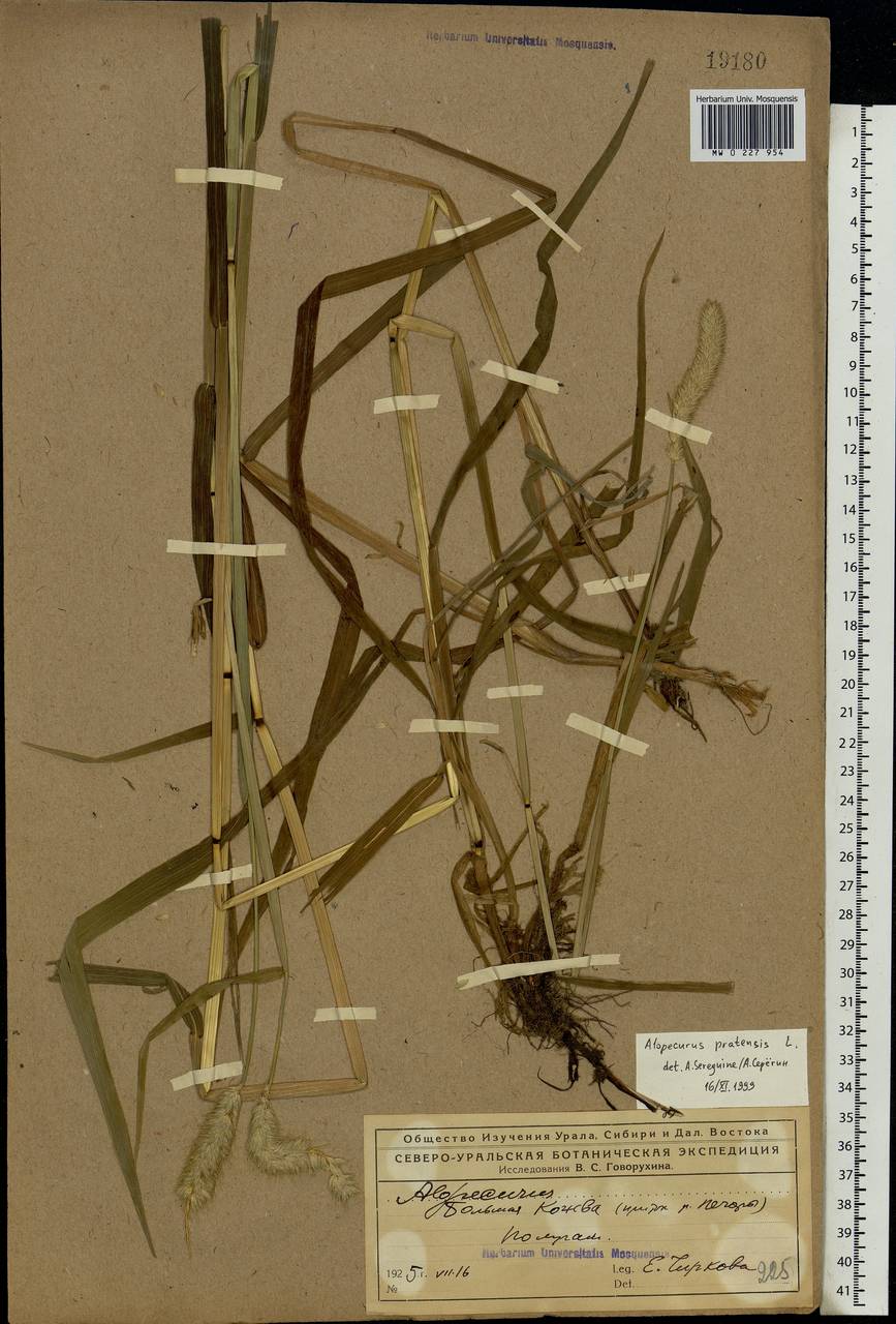 Alopecurus pratensis L., Eastern Europe, Northern region (E1) (Russia)