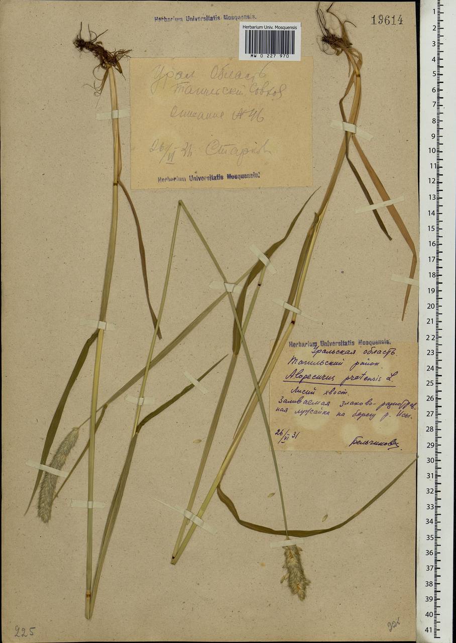 Alopecurus pratensis L., Eastern Europe, Eastern region (E10) (Russia)