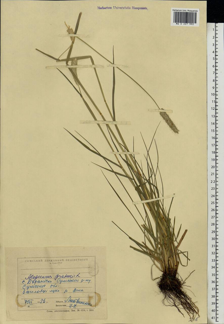 Alopecurus pratensis L., Eastern Europe, North Ukrainian region (E11) (Ukraine)