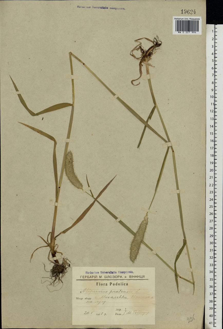 Alopecurus pratensis L., Eastern Europe, South Ukrainian region (E12) (Ukraine)