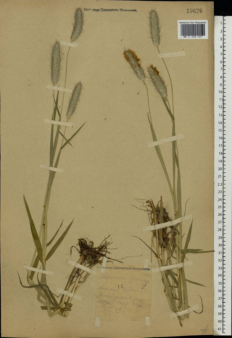 Alopecurus pratensis L., Eastern Europe, South Ukrainian region (E12) (Ukraine)