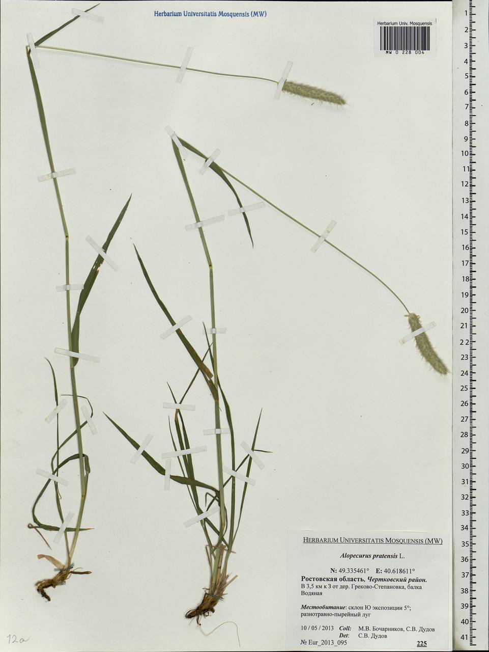 Alopecurus pratensis L., Eastern Europe, Rostov Oblast (E12a) (Russia)