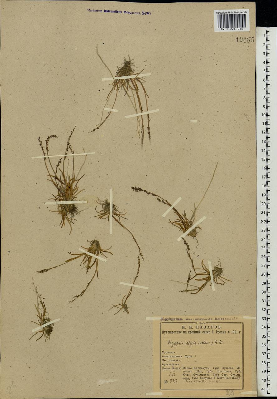 Phippsia algida (Sol.) R.Br., Eastern Europe, Northern region (E1) (Russia)