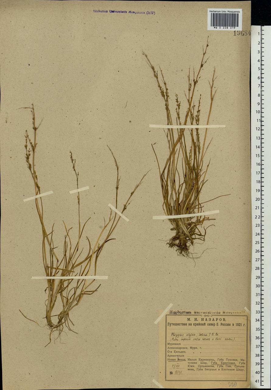 Phippsia algida (Sol.) R.Br., Eastern Europe, Northern region (E1) (Russia)