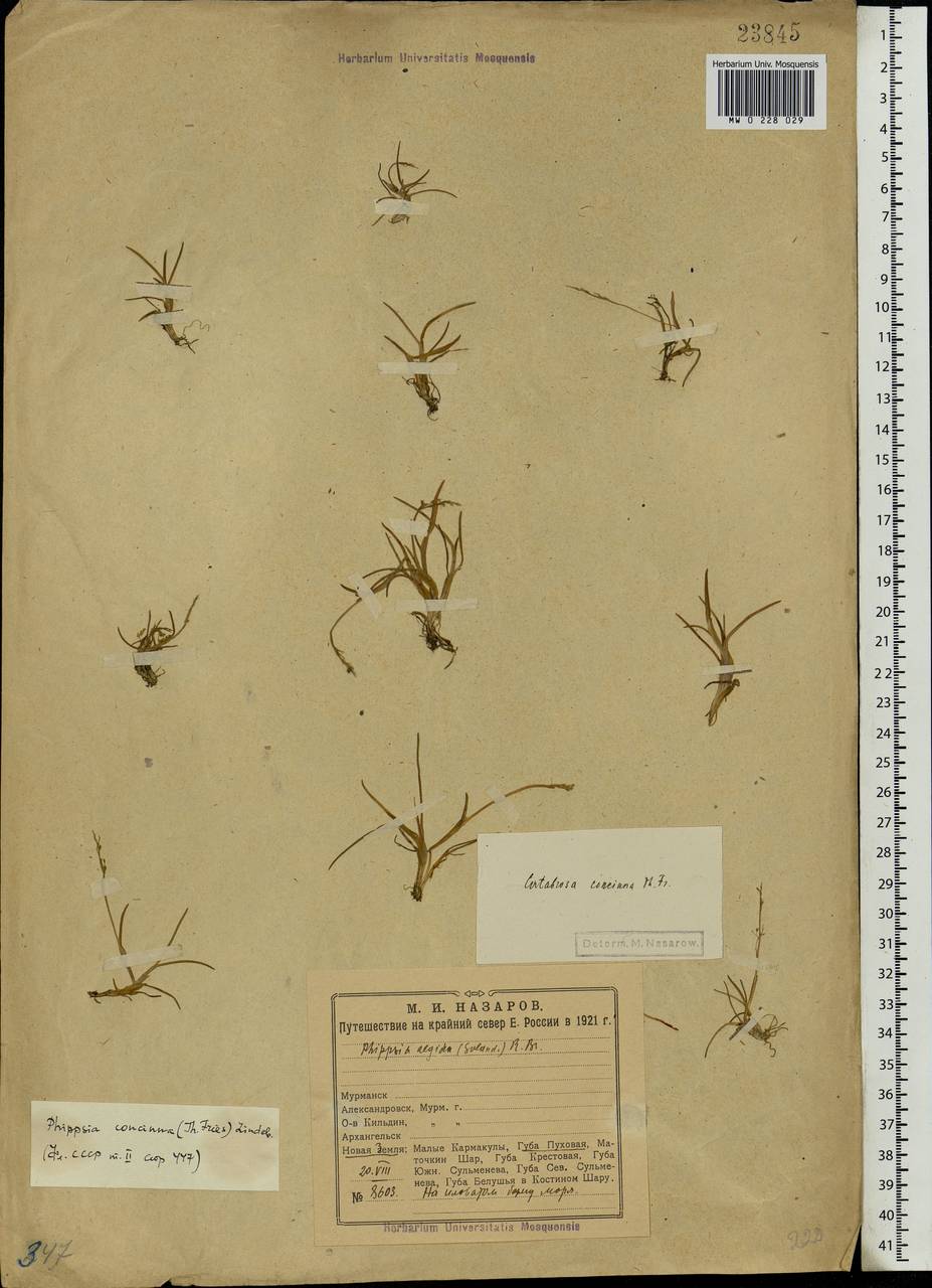 Phippsia concinna (Th.Fr.) Lindeb., Eastern Europe, Northern region (E1) (Russia)