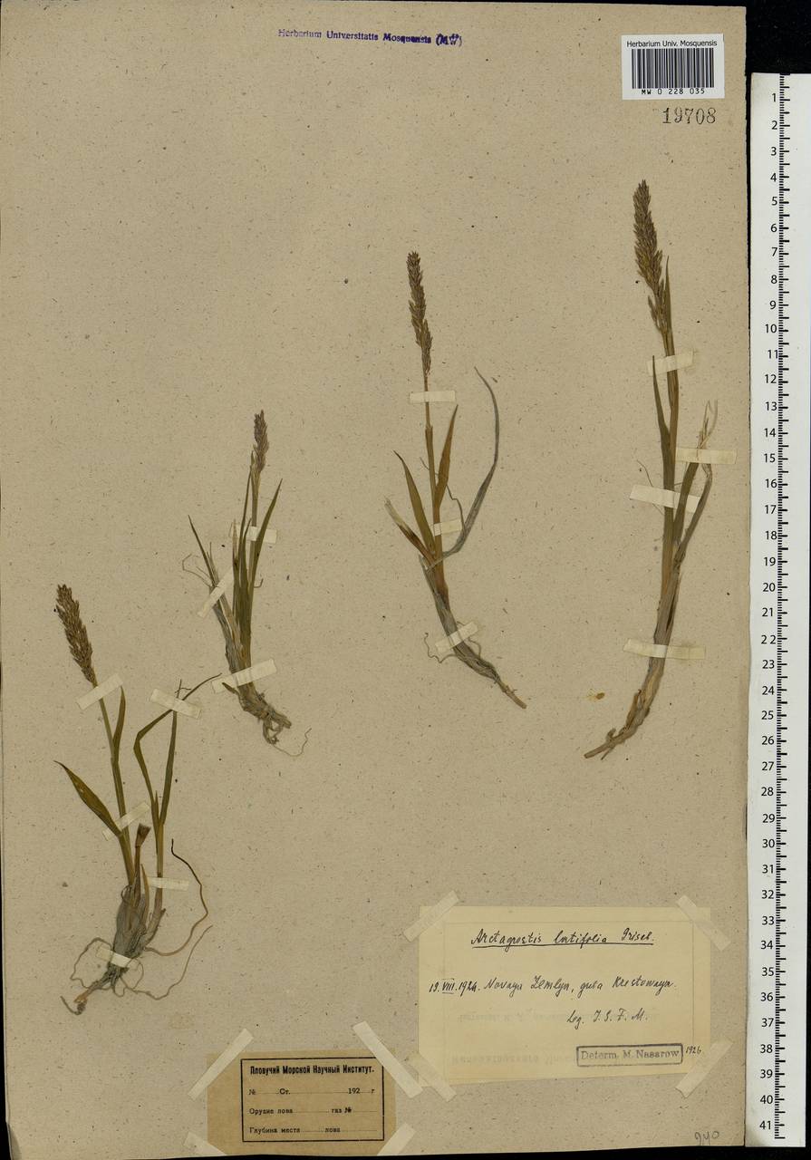 Arctagrostis latifolia (R.Br.) Griseb., Eastern Europe, Northern region (E1) (Russia)