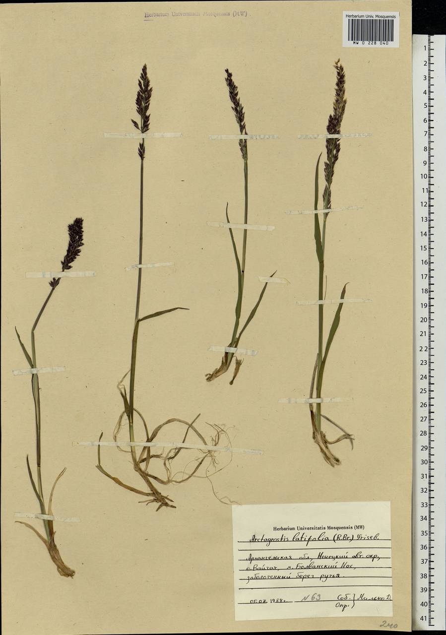 Arctagrostis latifolia (R.Br.) Griseb., Eastern Europe, Northern region (E1) (Russia)