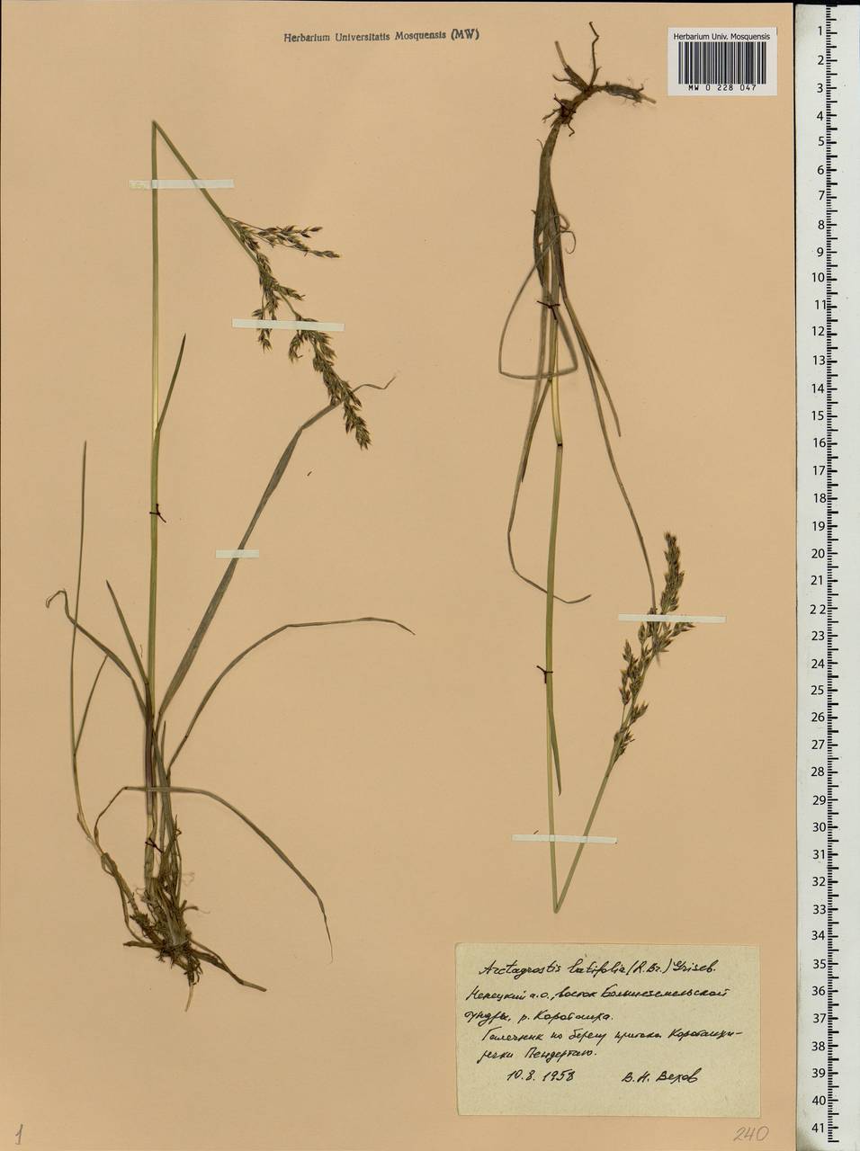 Arctagrostis latifolia (R.Br.) Griseb., Eastern Europe, Northern region (E1) (Russia)