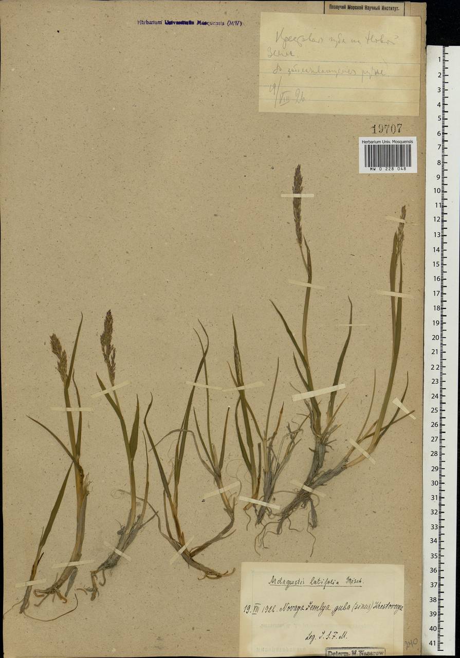 Arctagrostis latifolia (R.Br.) Griseb., Eastern Europe, Northern region (E1) (Russia)