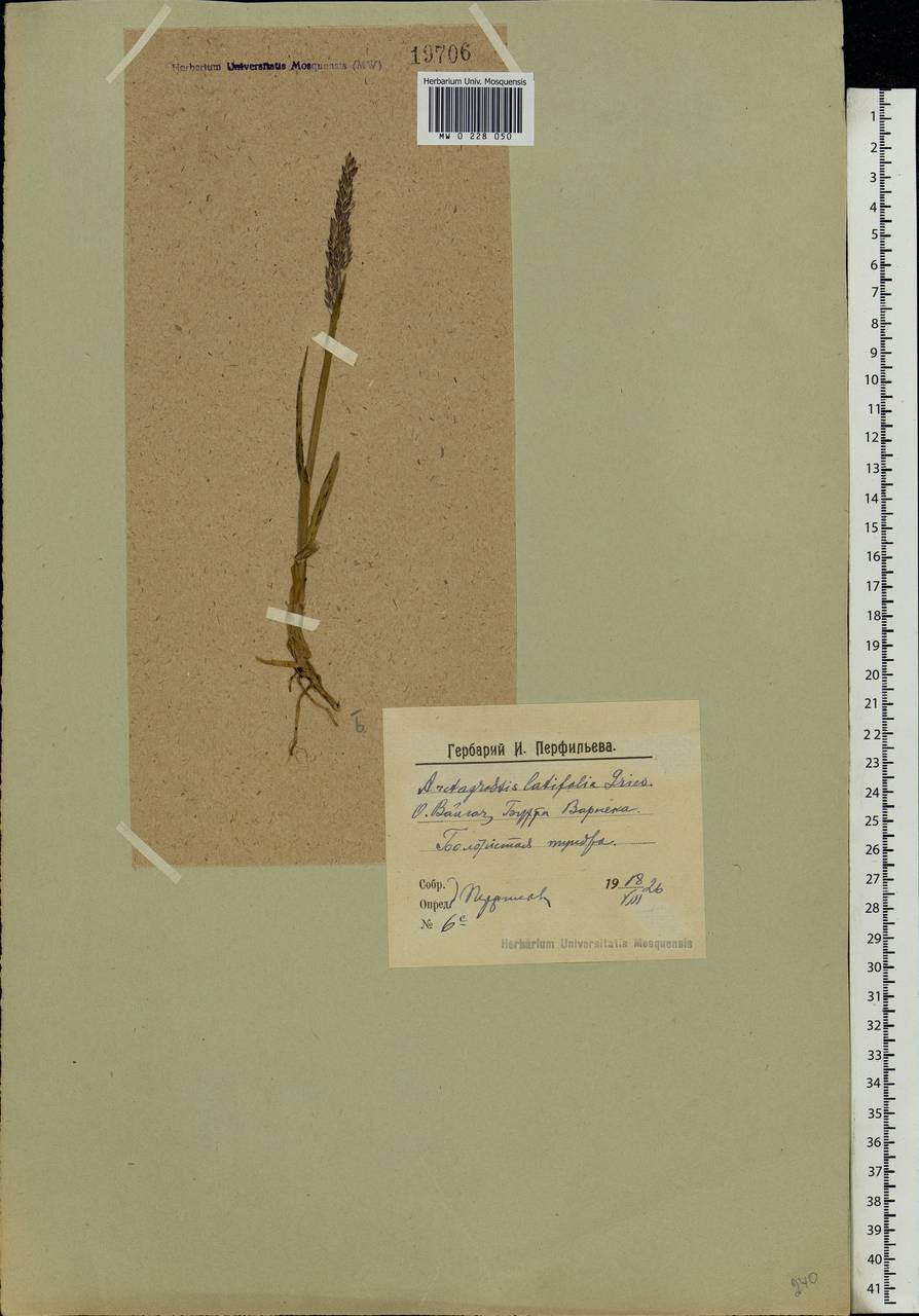 Arctagrostis latifolia (R.Br.) Griseb., Eastern Europe, Northern region (E1) (Russia)