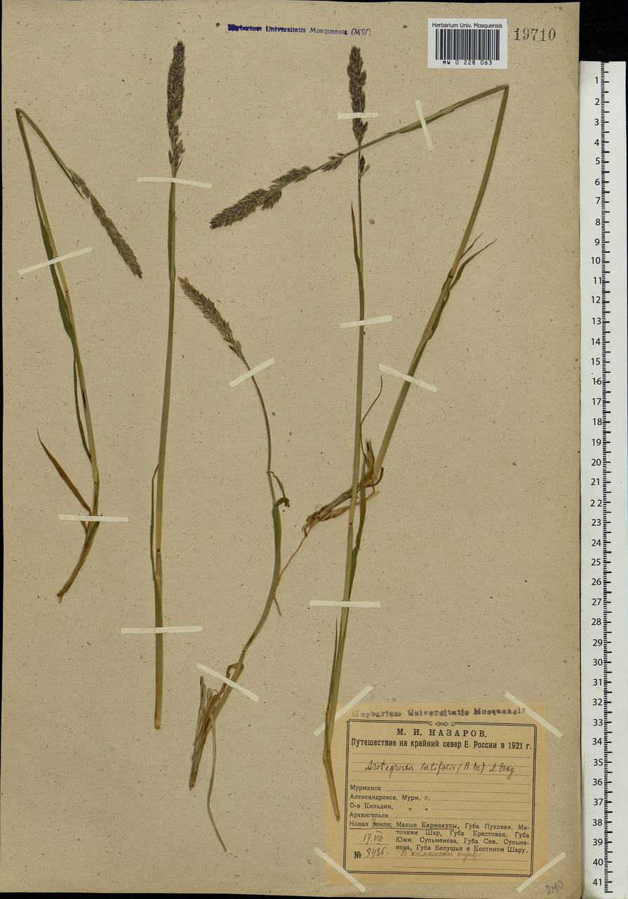 Arctagrostis latifolia (R.Br.) Griseb., Eastern Europe, Northern region (E1) (Russia)