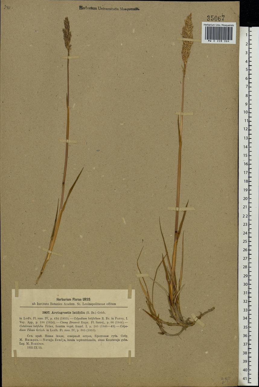 Arctagrostis latifolia (R.Br.) Griseb., Eastern Europe, Northern region (E1) (Russia)