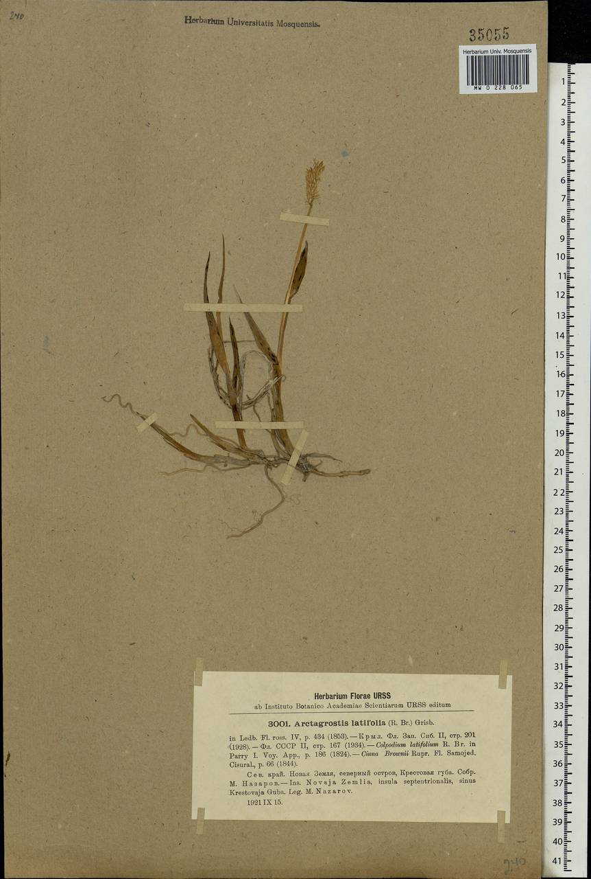 Arctagrostis latifolia (R.Br.) Griseb., Eastern Europe, Northern region (E1) (Russia)