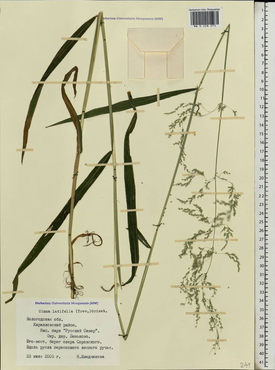 Cinna latifolia (Trevir.) Griseb., Eastern Europe, Northern region (E1) (Russia)