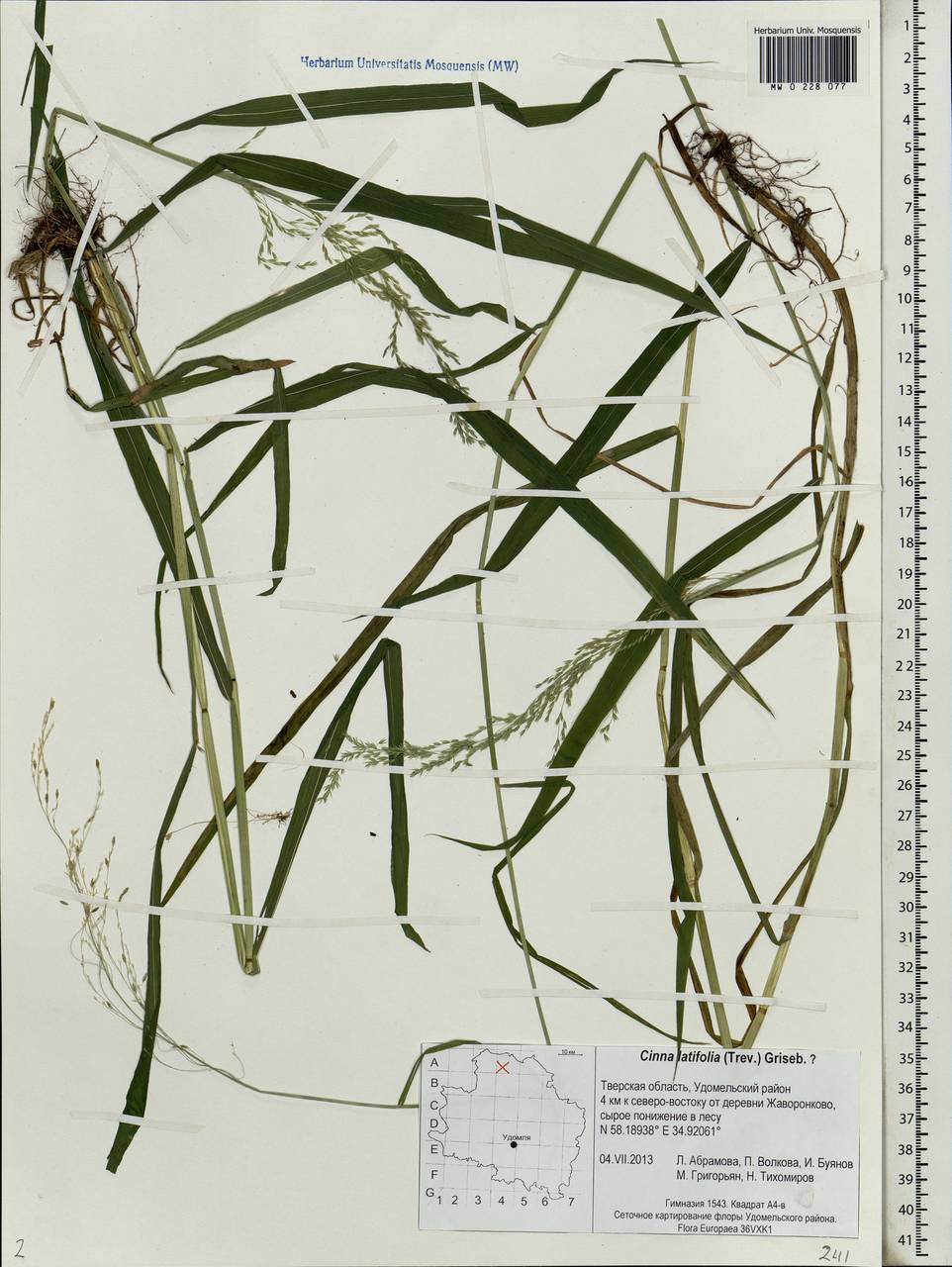 Cinna latifolia (Trevir.) Griseb., Eastern Europe, North-Western region (E2) (Russia)