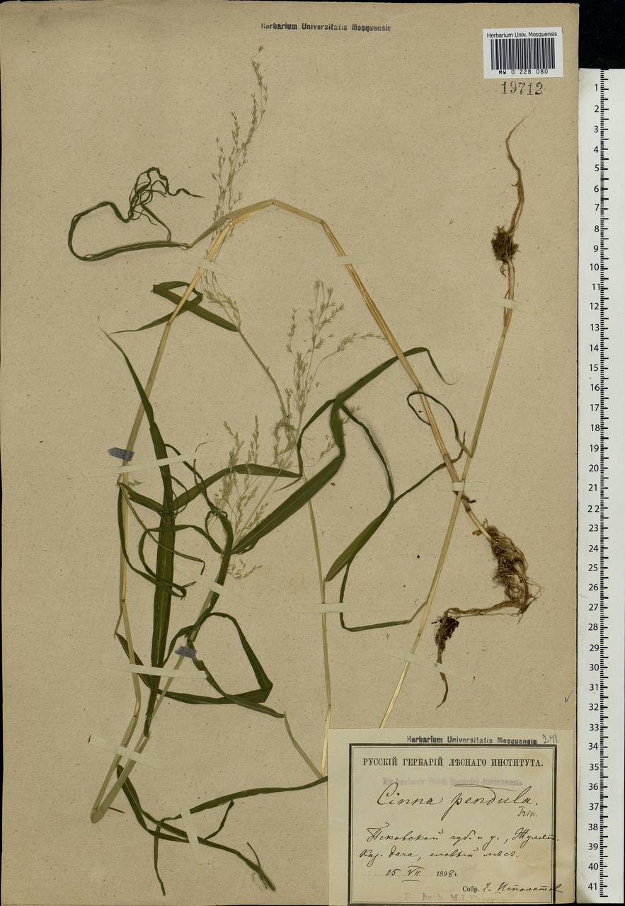 Cinna latifolia (Trevir.) Griseb., Eastern Europe, North-Western region (E2) (Russia)