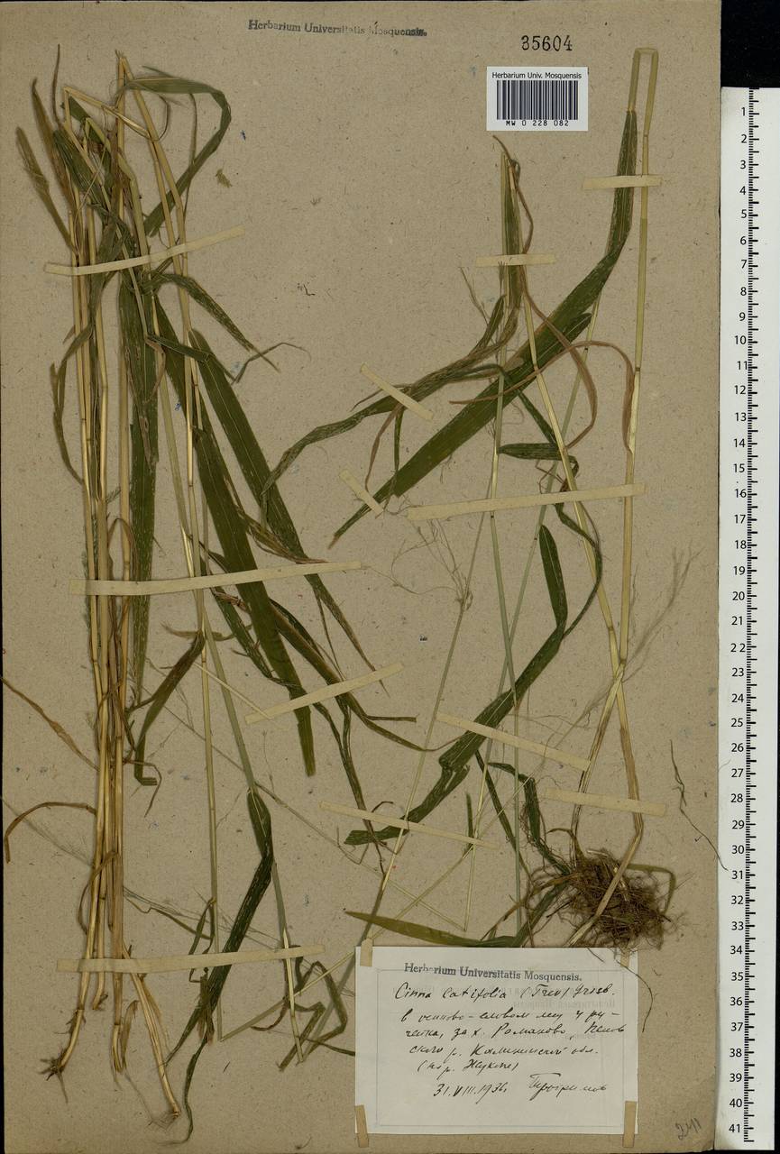 MW0228082, Cinna latifolia (Цинна широколистная), specimen Cinna latifolia (Trevir.) Griseb., Eastern Europe, North-Western region (E2) (Russia)