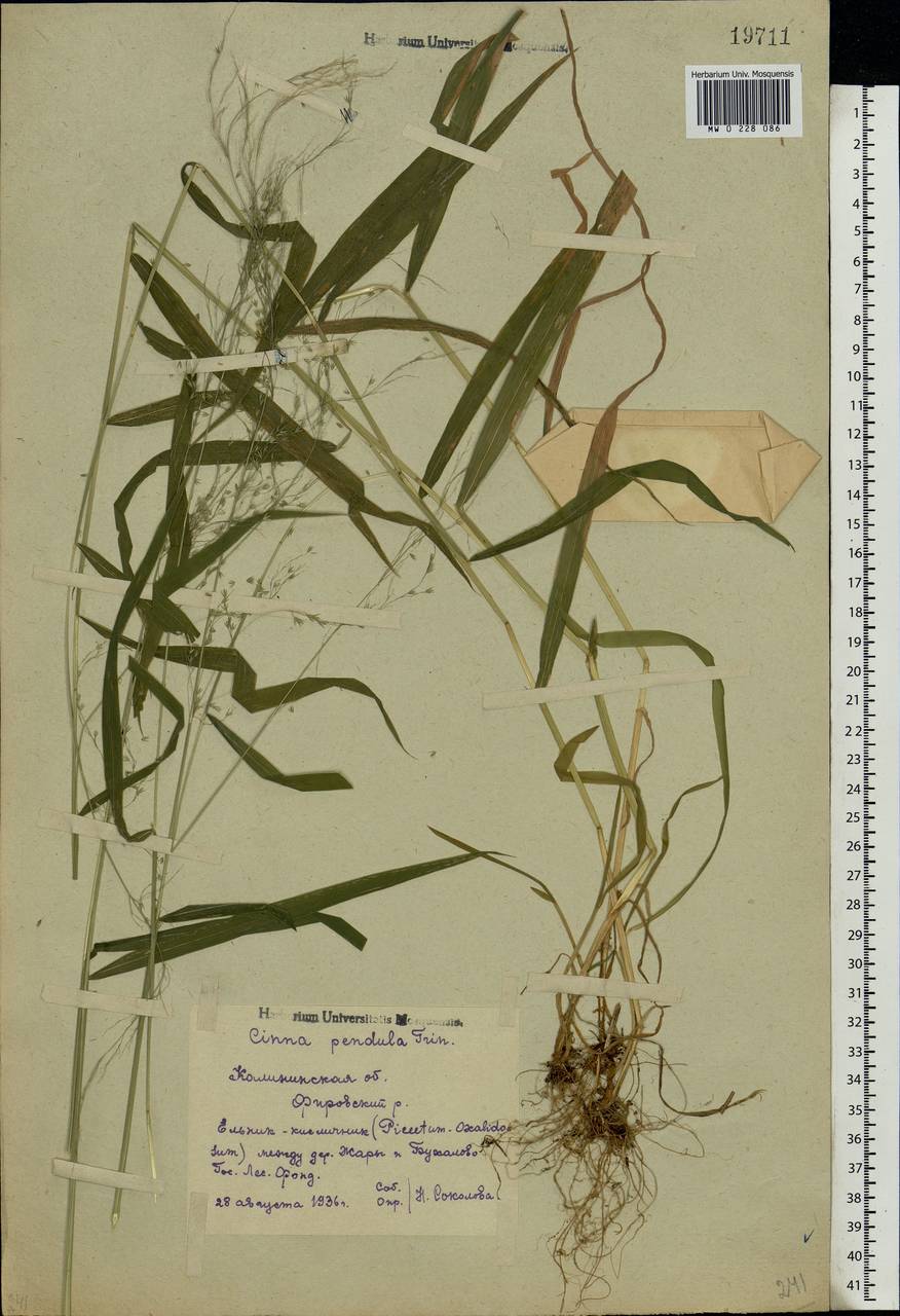Cinna latifolia (Trevir.) Griseb., Eastern Europe, North-Western region (E2) (Russia)