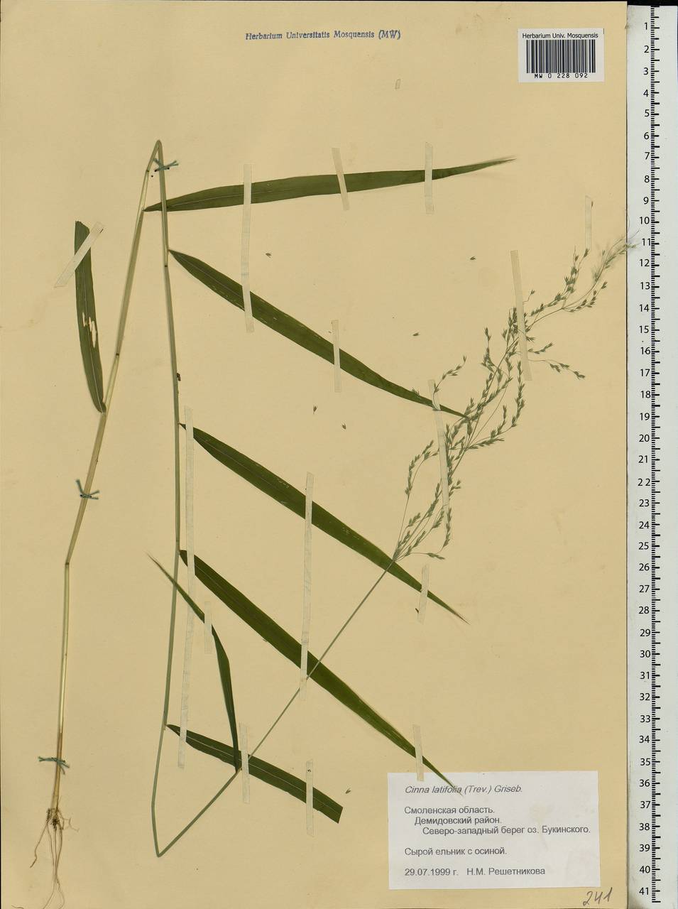 Cinna latifolia (Trevir.) Griseb., Eastern Europe, Western region (E3) (Russia)