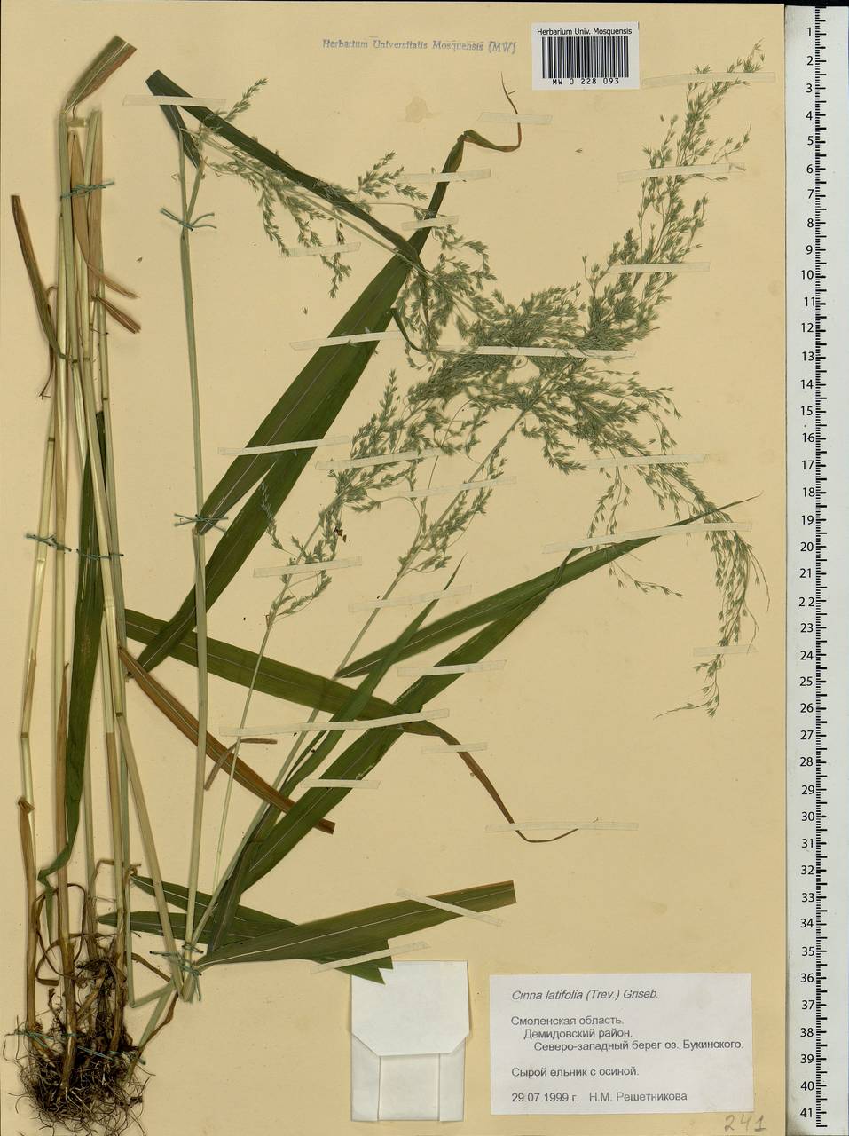 Cinna latifolia (Trevir.) Griseb., Eastern Europe, Western region (E3) (Russia)