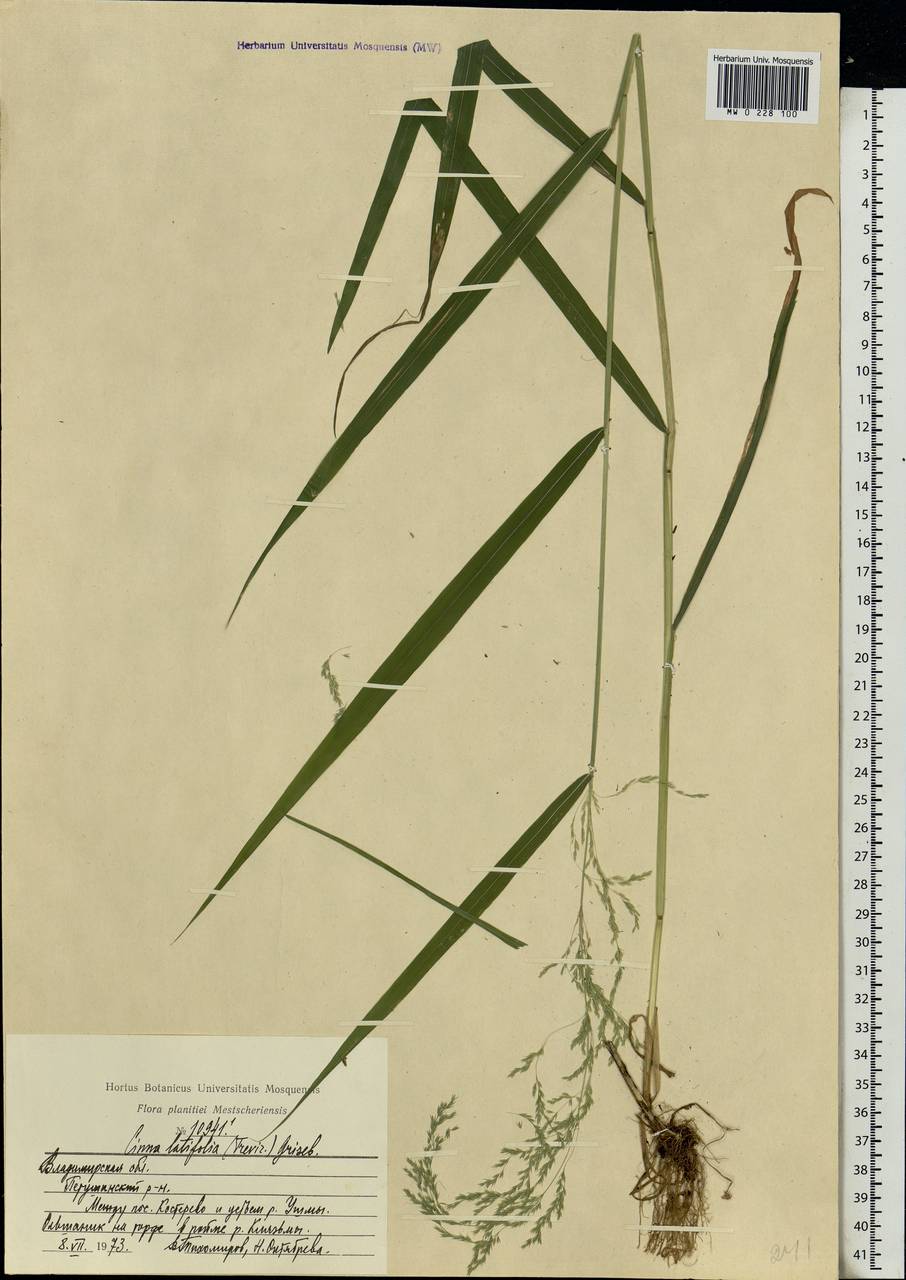 Cinna latifolia (Trevir. ex Göpp.) Griseb., Eastern Europe, Central region (E4) (Russia)