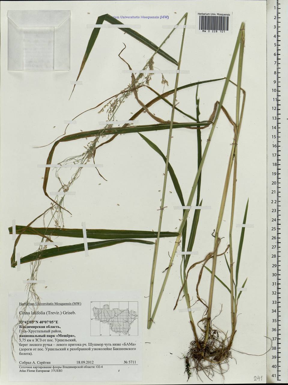 Cinna latifolia (Trevir.) Griseb., Eastern Europe, Central region (E4) (Russia)