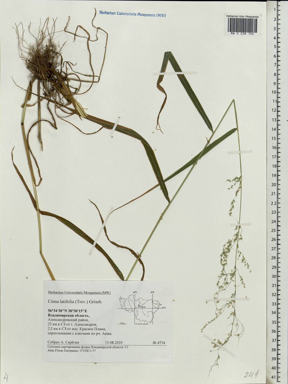 Cinna latifolia (Trevir.) Griseb., Eastern Europe, Central region (E4) (Russia)