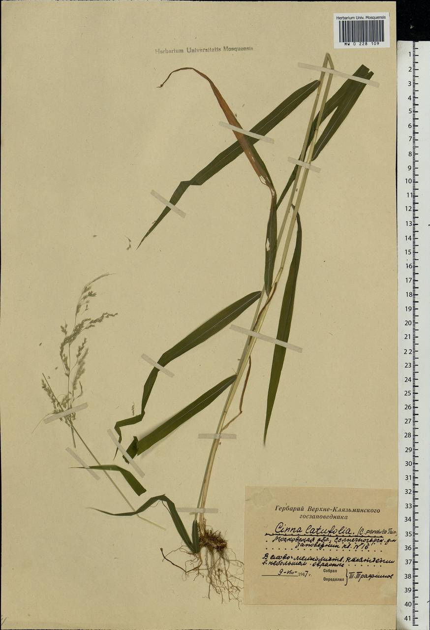 Cinna latifolia (Trevir.) Griseb., Eastern Europe, Moscow region (E4a) (Russia)