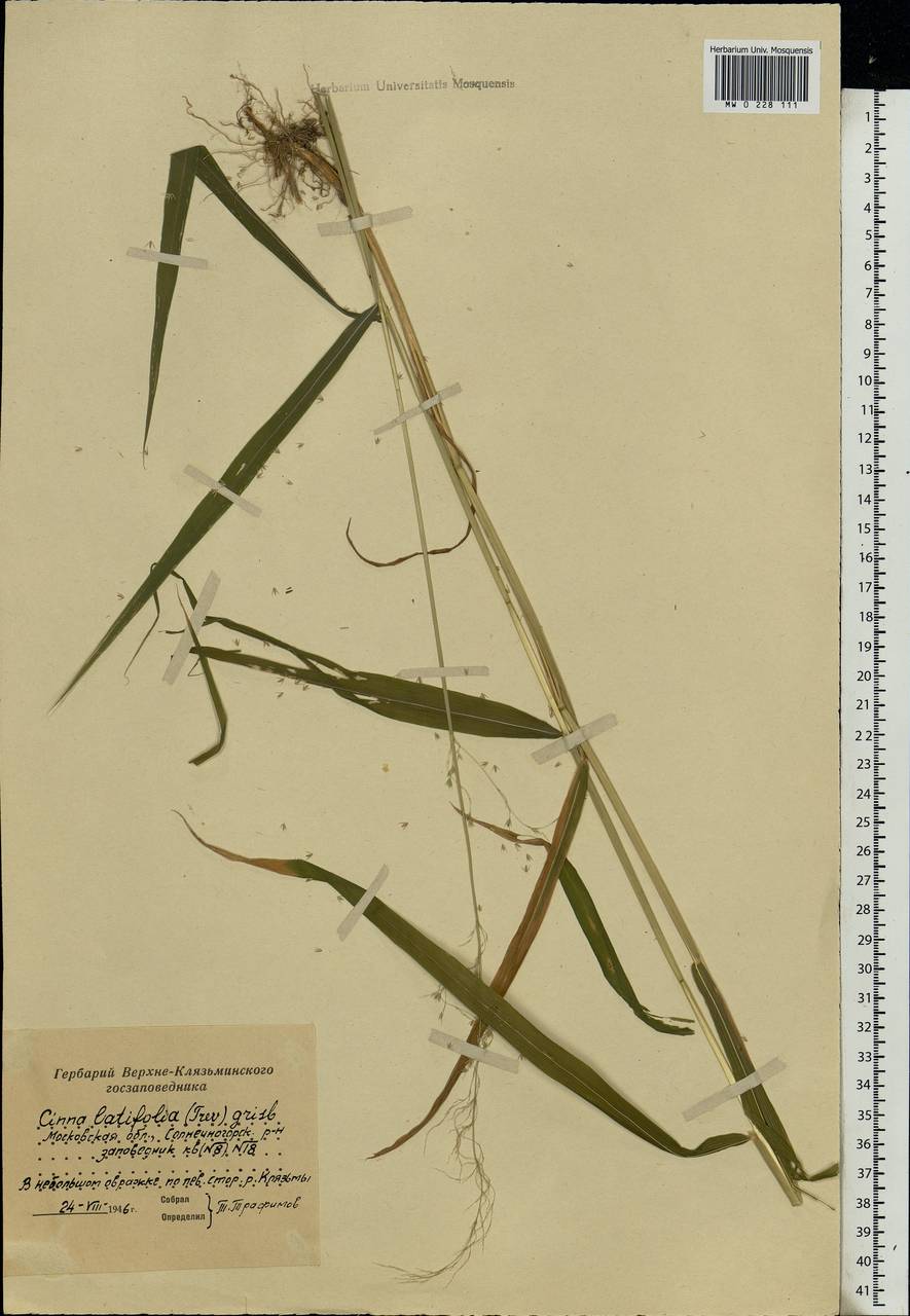 Cinna latifolia (Trevir.) Griseb., Eastern Europe, Moscow region (E4a) (Russia)