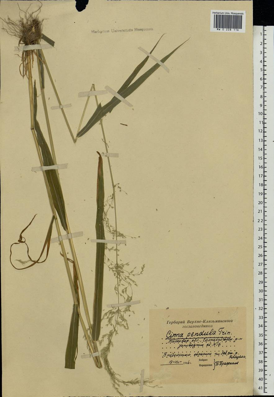 Cinna latifolia (Trevir.) Griseb., Eastern Europe, Moscow region (E4a) (Russia)