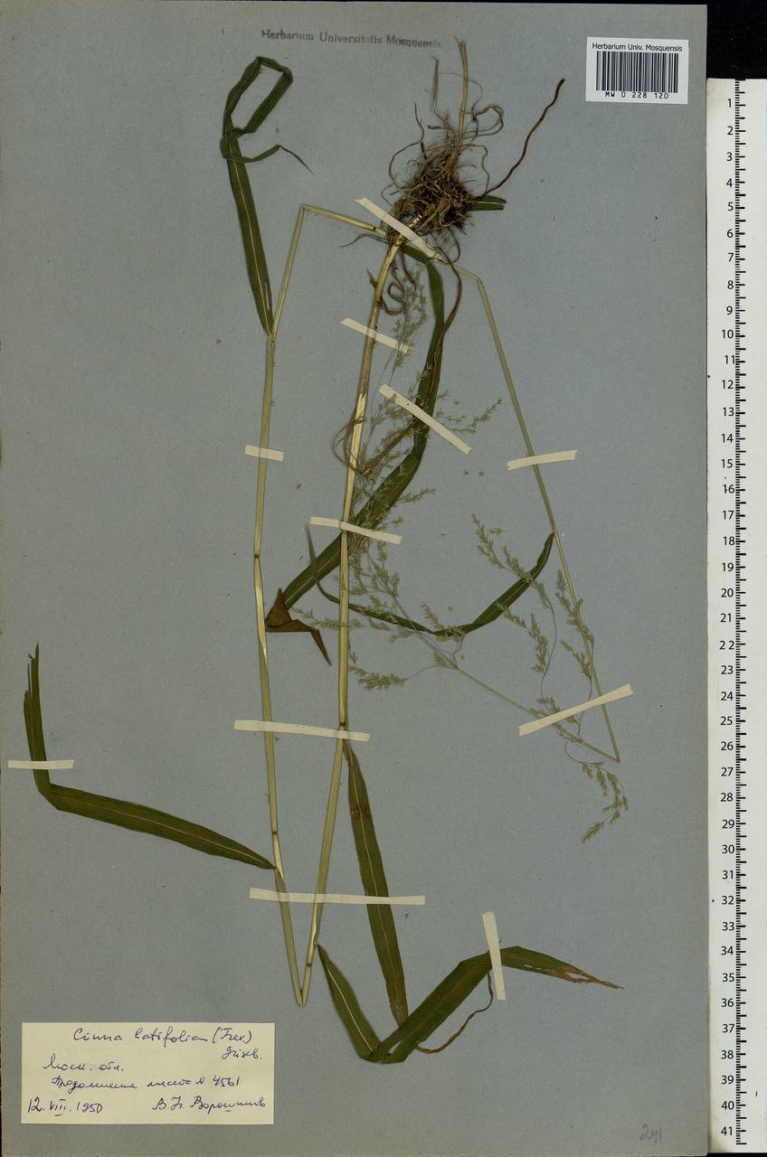 Cinna latifolia (Trevir.) Griseb., Eastern Europe, Moscow region (E4a) (Russia)