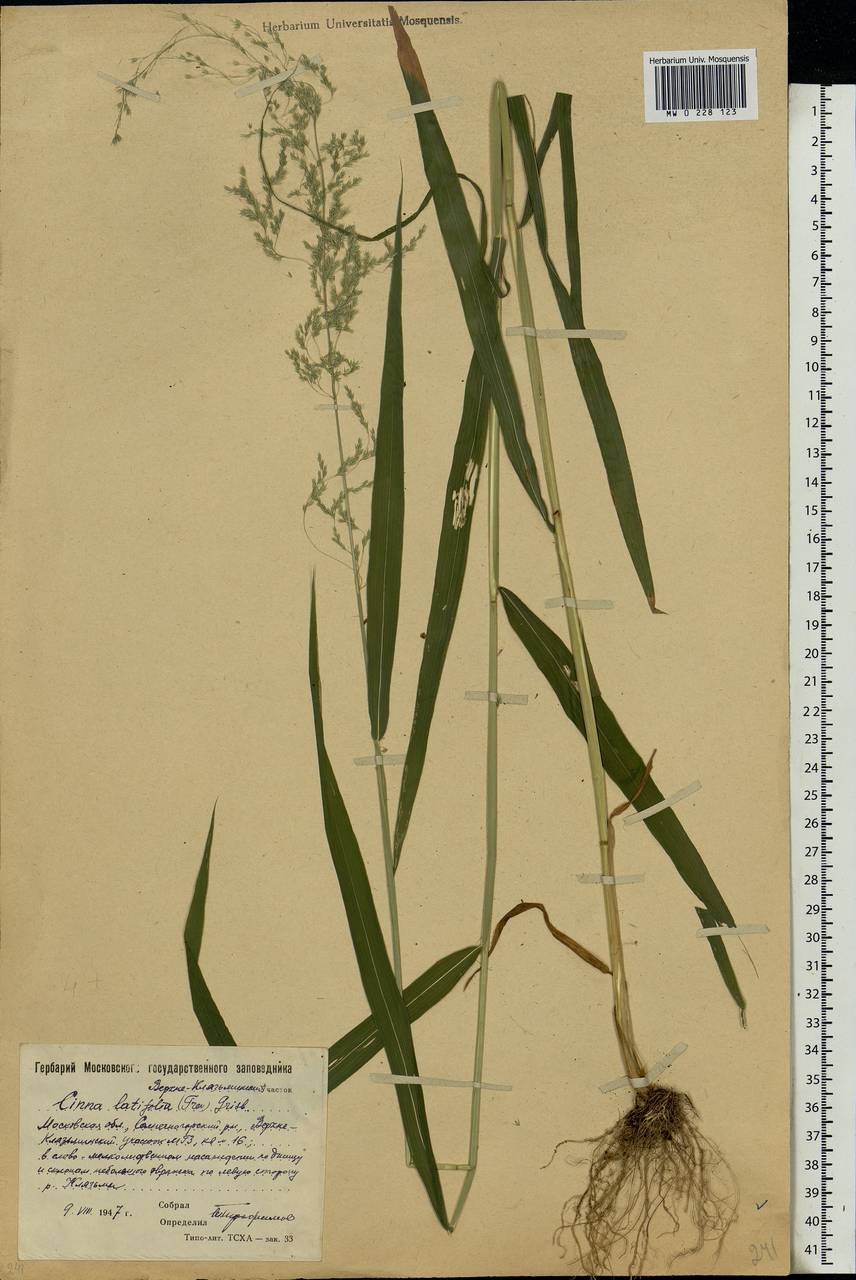 Cinna latifolia (Trevir.) Griseb., Eastern Europe, Moscow region (E4a) (Russia)