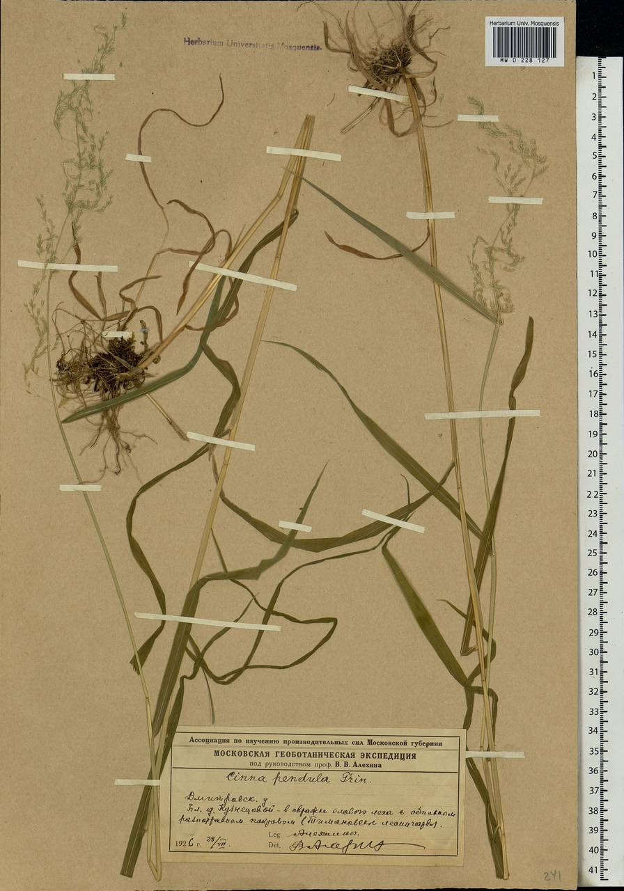 Cinna latifolia (Trevir. ex Göpp.) Griseb., Eastern Europe, Moscow region (E4a) (Russia)