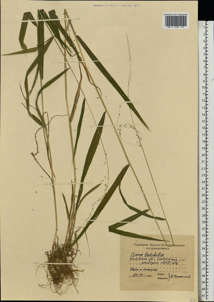 Cinna latifolia (Trevir.) Griseb., Eastern Europe, Moscow region (E4a) (Russia)