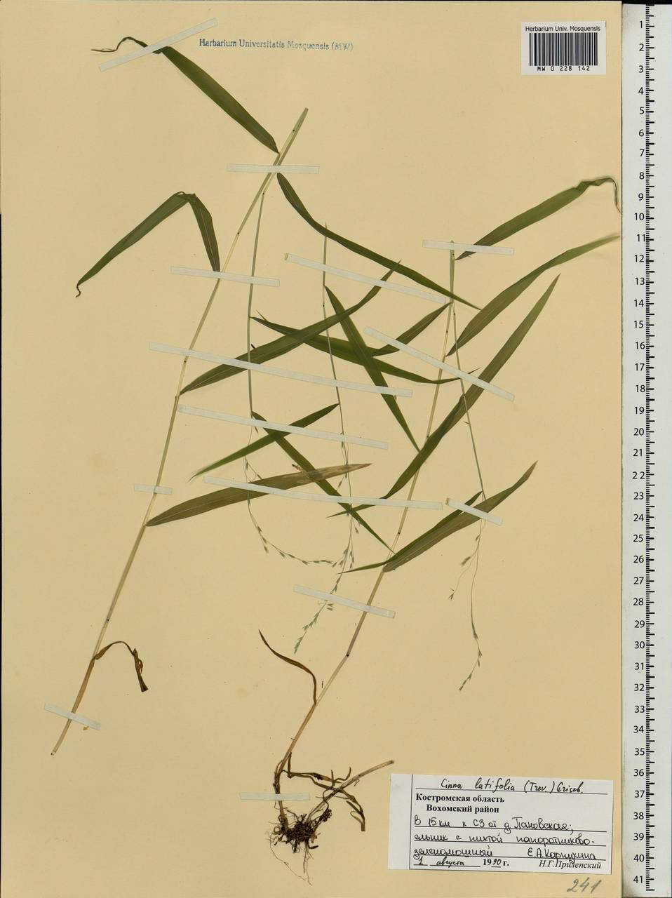 Cinna latifolia (Trevir.) Griseb., Eastern Europe, Central forest region (E5) (Russia)