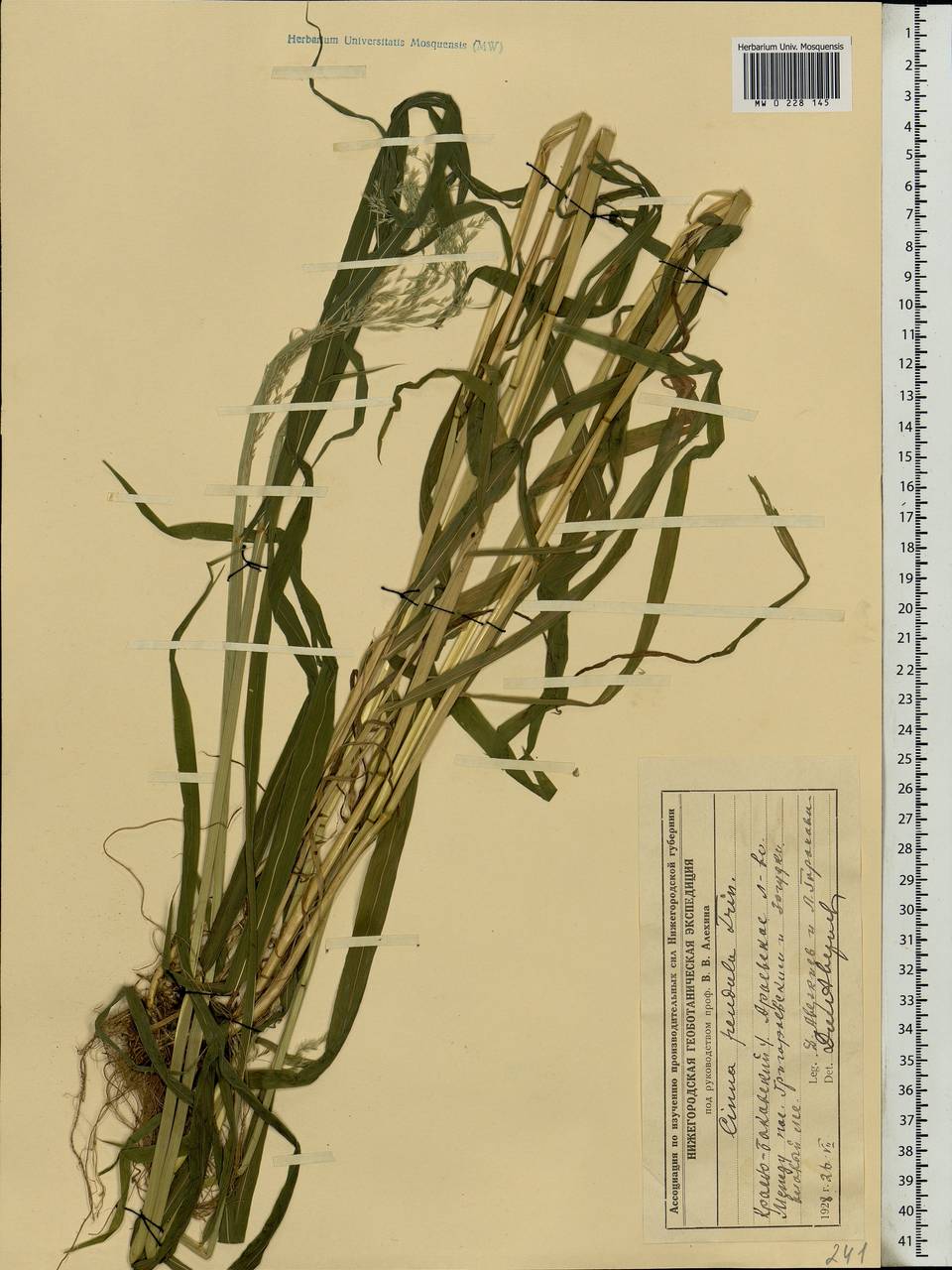 Cinna latifolia (Trevir. ex Göpp.) Griseb., Eastern Europe, Volga-Kama region (E7) (Russia)