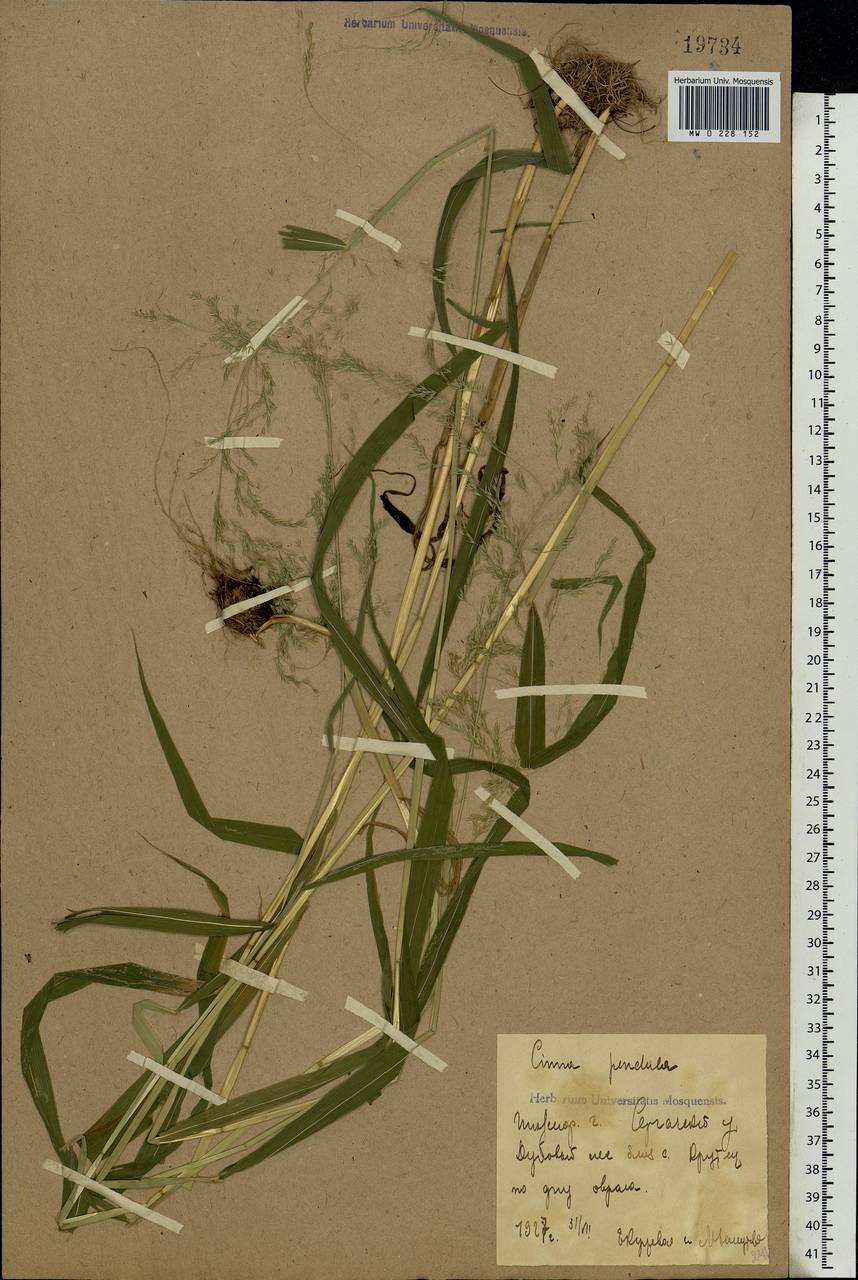 Cinna latifolia (Trevir.) Griseb., Eastern Europe, Volga-Kama region (E7) (Russia)