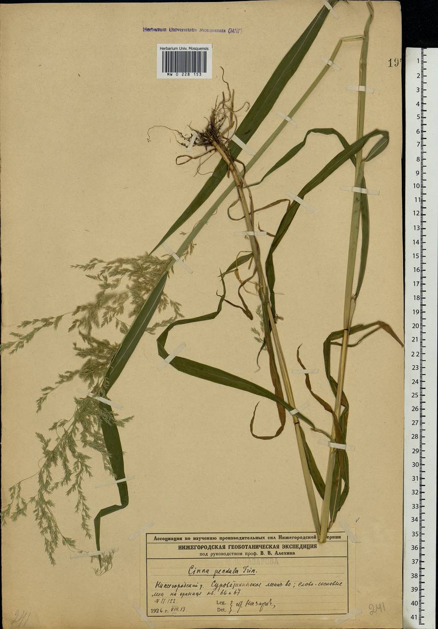 Cinna latifolia (Trevir.) Griseb., Eastern Europe, Volga-Kama region (E7) (Russia)