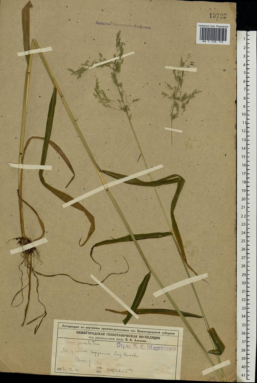 Cinna latifolia (Trevir.) Griseb., Eastern Europe, Volga-Kama region (E7) (Russia)