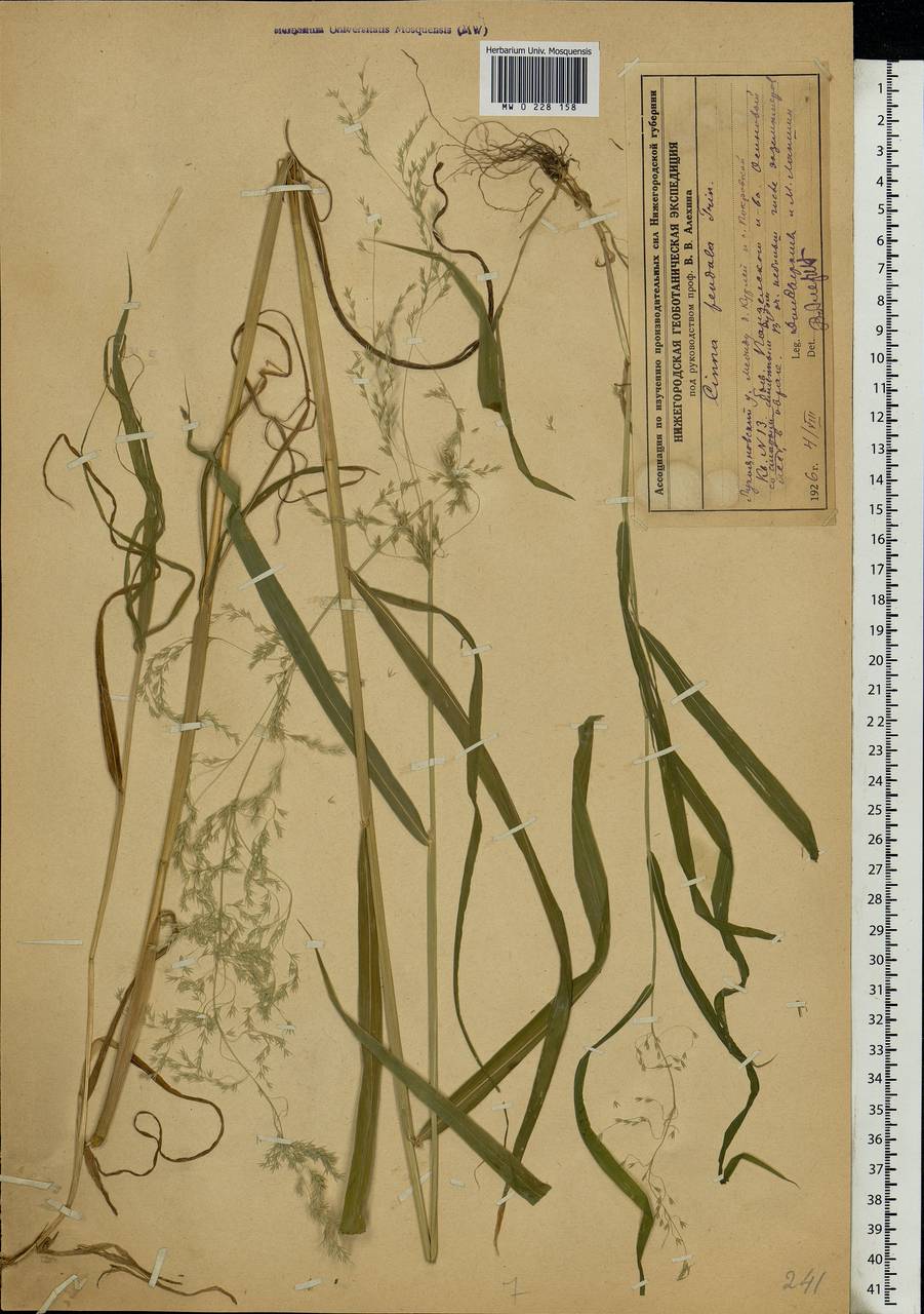Cinna latifolia (Trevir. ex Göpp.) Griseb., Eastern Europe, Volga-Kama region (E7) (Russia)