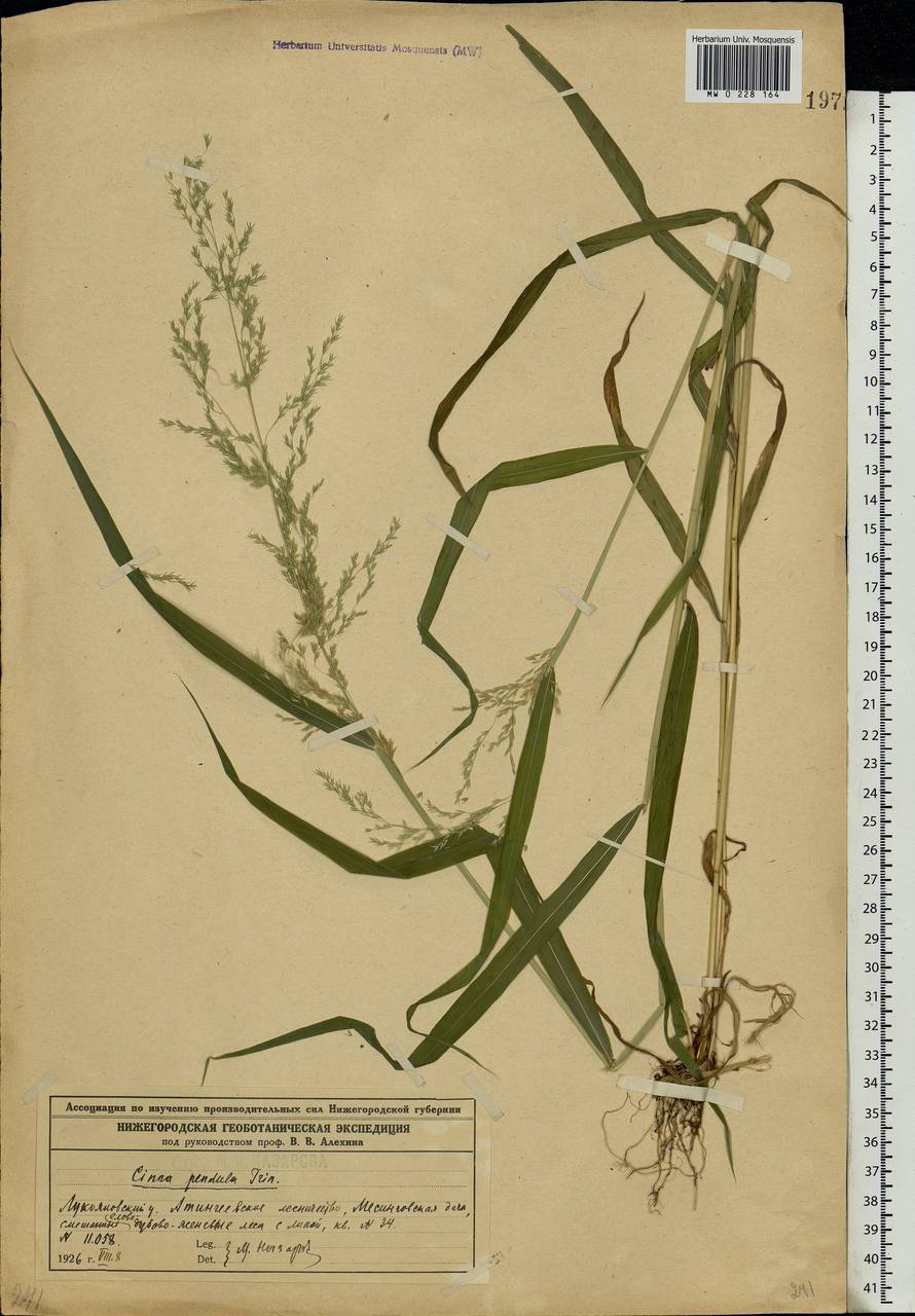 Cinna latifolia (Trevir.) Griseb., Eastern Europe, Volga-Kama region (E7) (Russia)